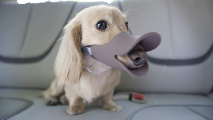 Duckbill Shaped Dog Muzzle