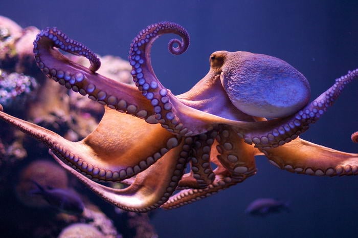 Octopus - Cannibalistic Animals