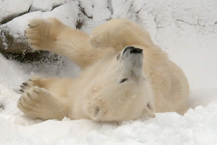 Polar Bear