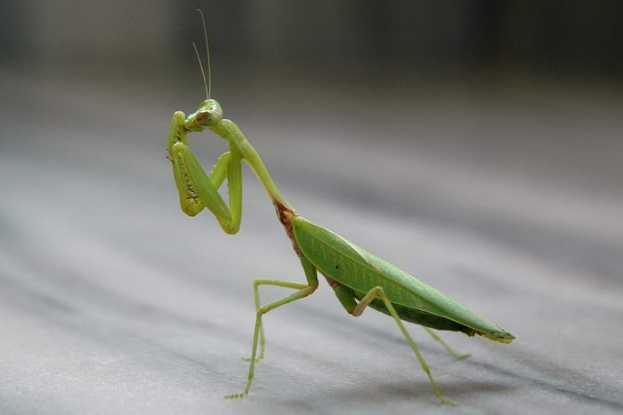 Praying Mantis - Cannibalistic Animals