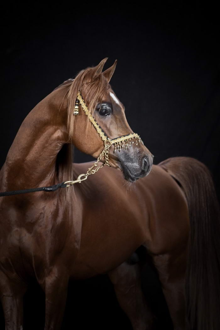 robert peek fotografie
