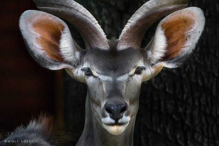 Kudu