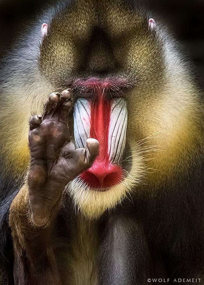 Mandrill - Animal Portraits