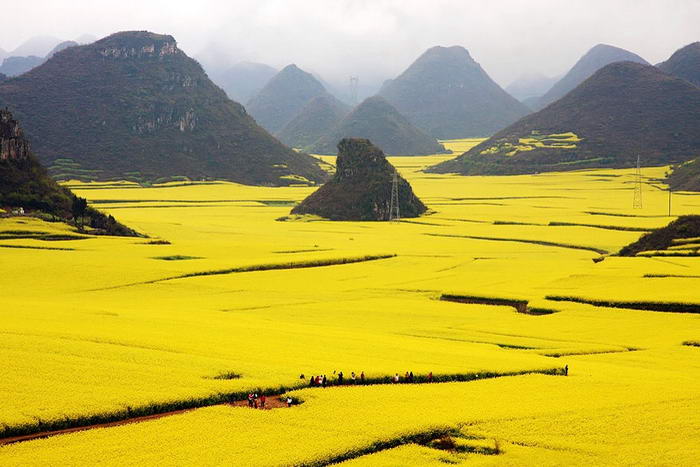 Canola Flower Fields