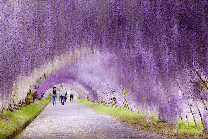 Wisteria Flower Tunnel