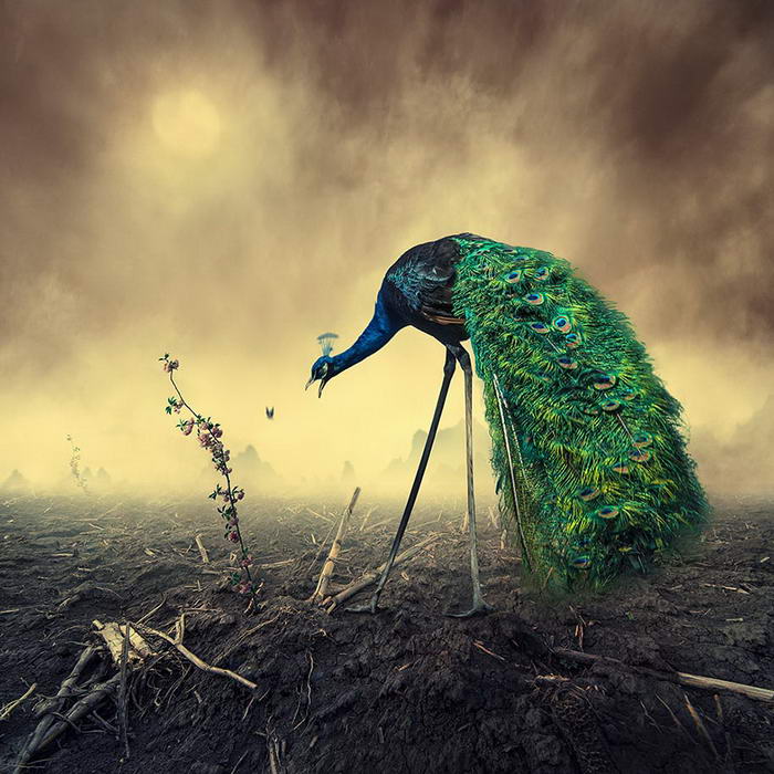 By Caras Ionut © (6)