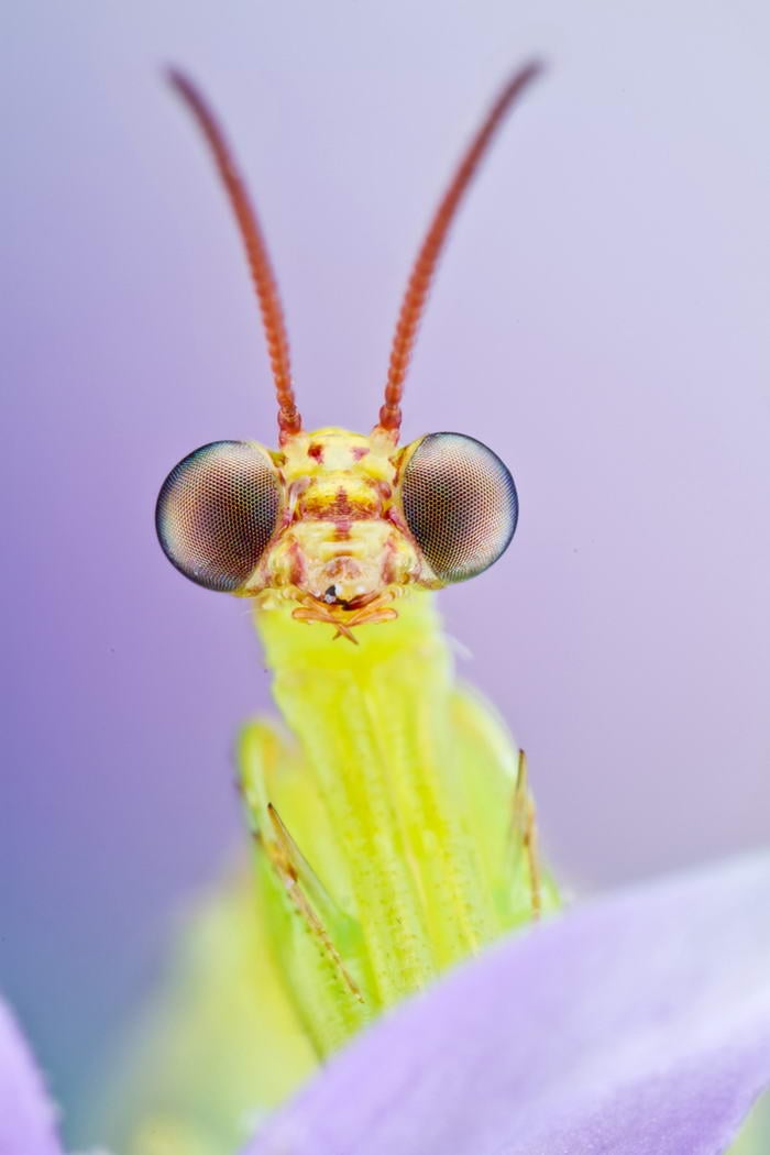 Mantis Fly