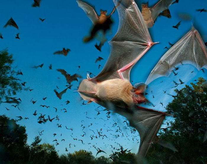 Free-tailed Bats - Migration Photos