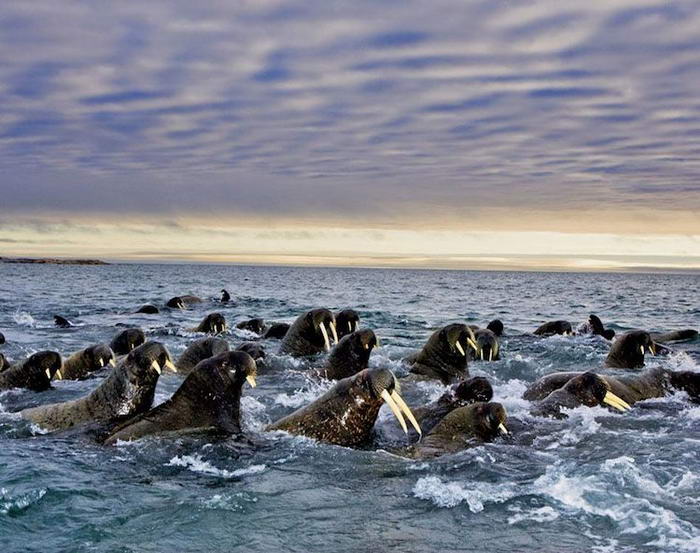 Walruses - Migration Photos