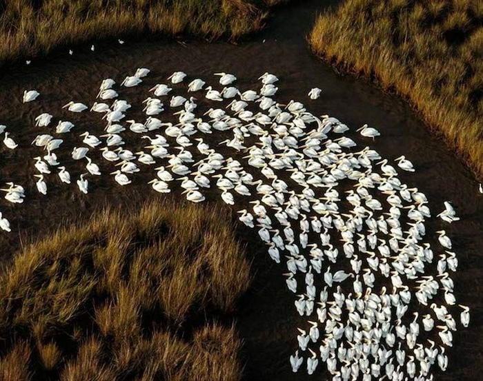 White Pelicans