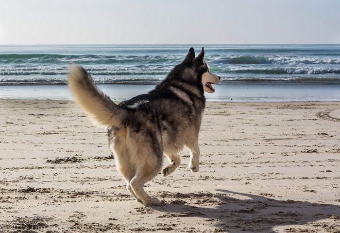 by Tim Buss - Dog-Friendly Beaches