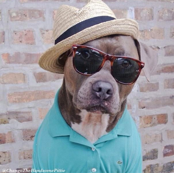 Chango Leon - Pit Bull On Instagram