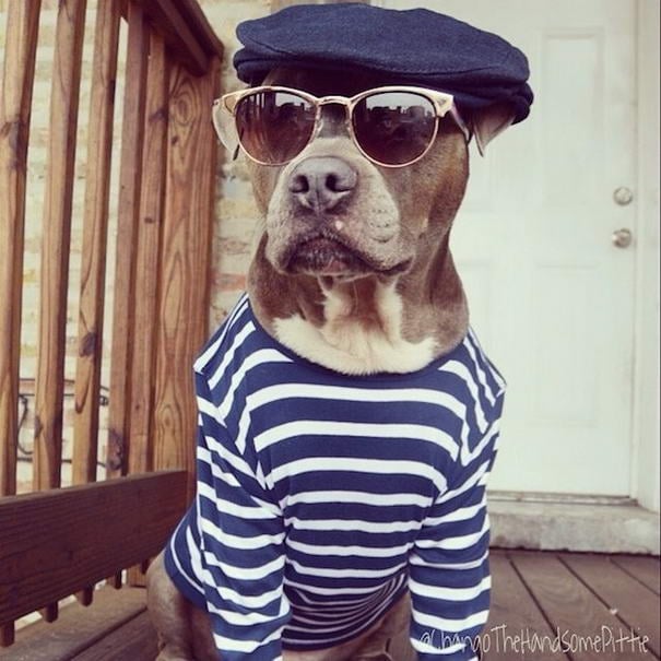 Chango Leon - Pit Bull On Instagram