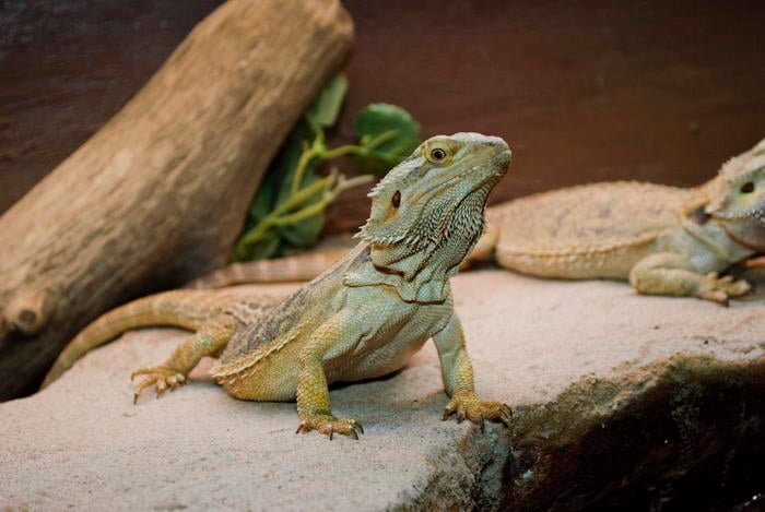 Bearded dragon