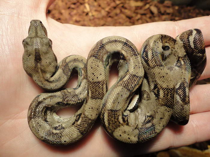 Boa constrictor