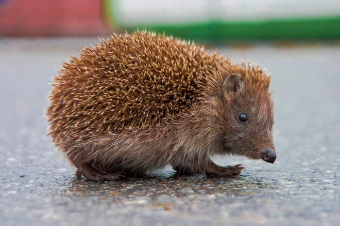 Hedgehog