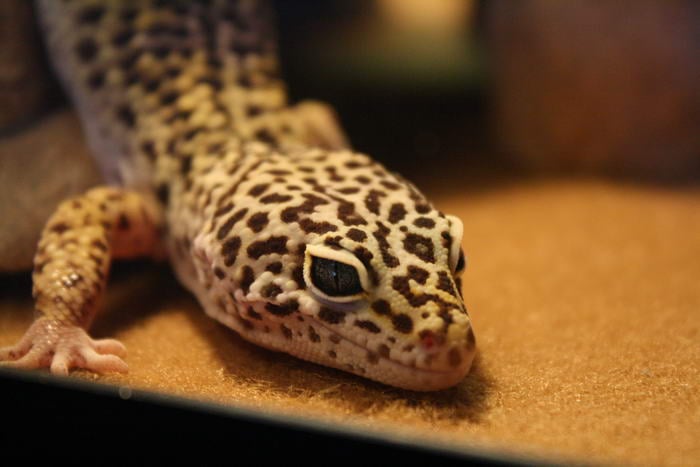 Leopard gecko