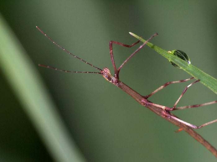 Stick insect