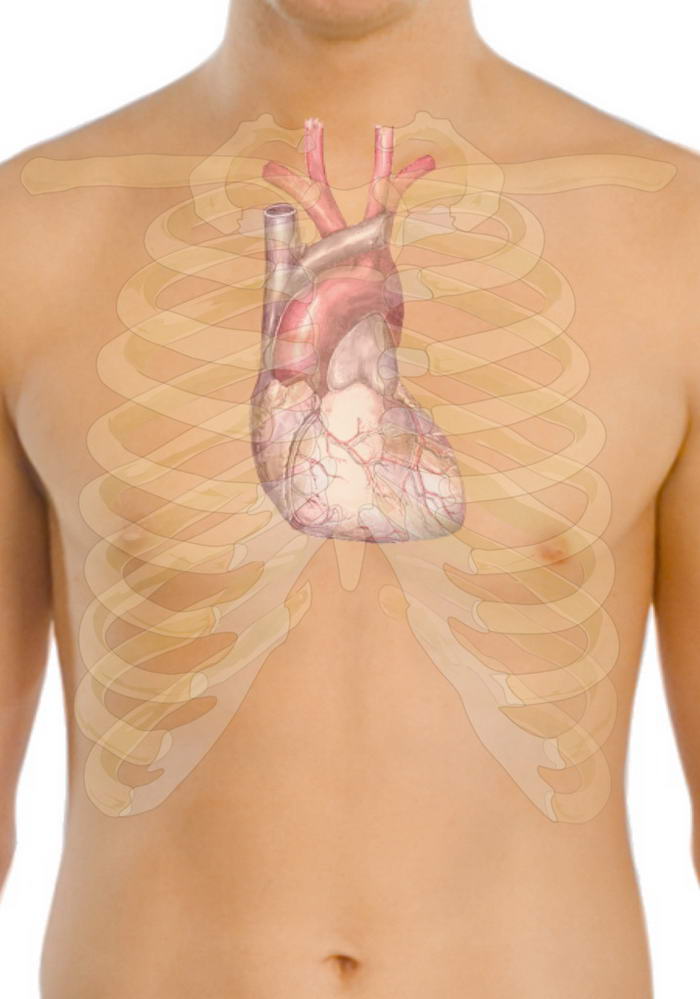 Heart - Facts About The Human Body