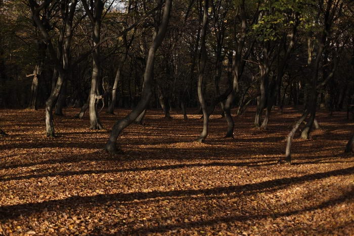 Hoia Baciu Forest - Haunted Locations in Europe