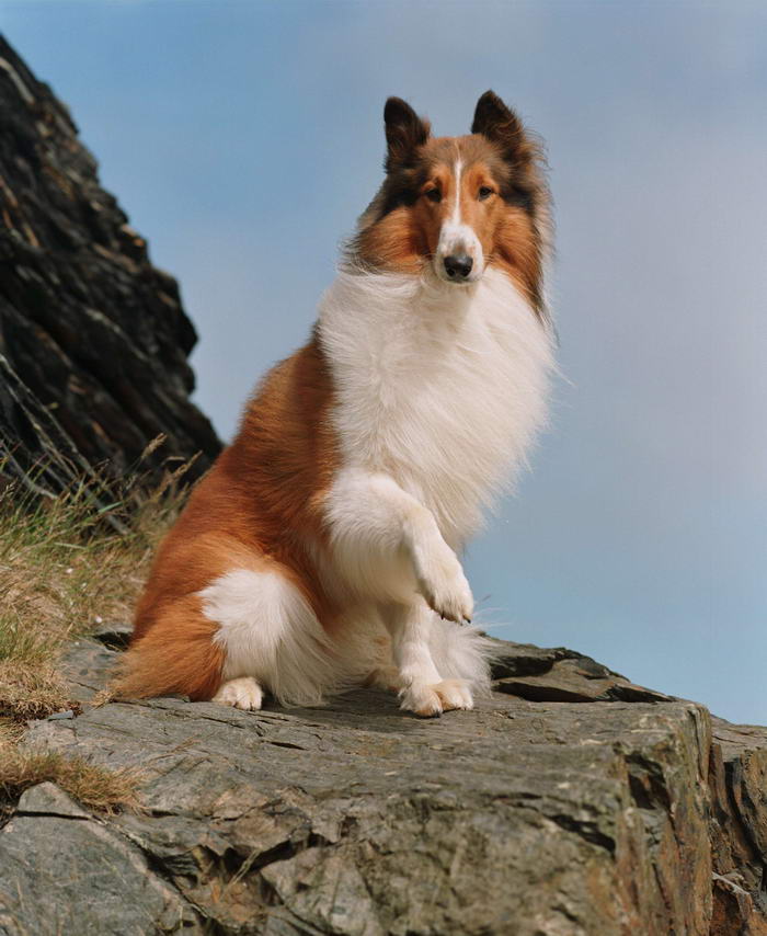 Lassie