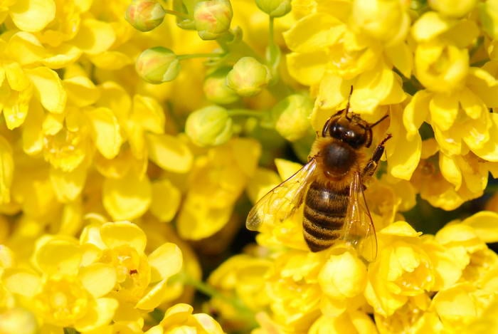 Yellow bed - Bizarre Phobias