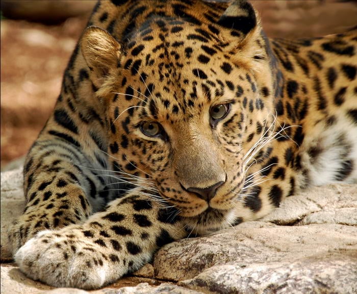 Amur Leopard - Endangered Animals