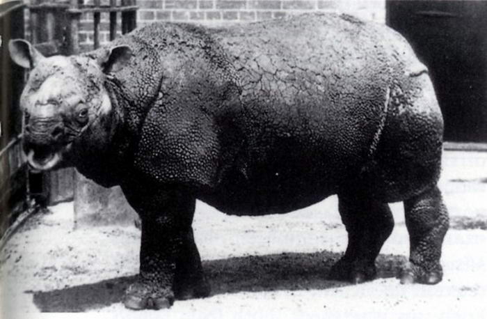 Javan Rhino - Endangered Animals