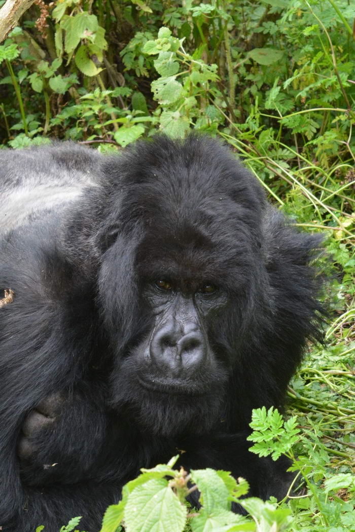 Mountain Gorilla