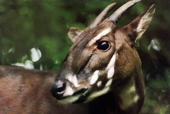 Saola - Endangered Animals