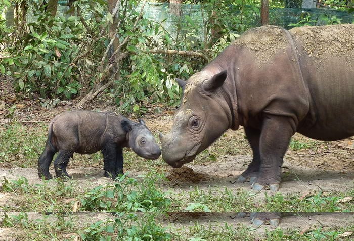 Sumatran Rhinoceros