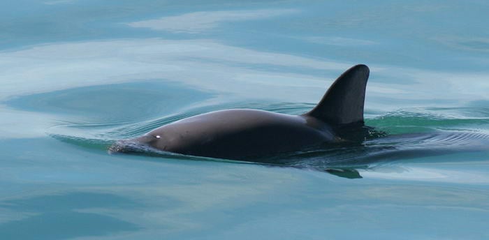 Vaquita