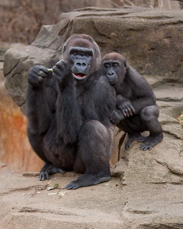 Western Lowland Gorilla