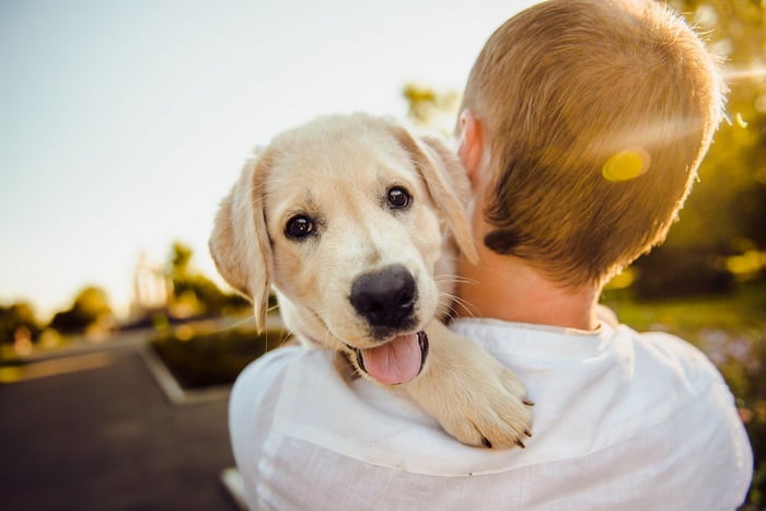 Cachorro adorável