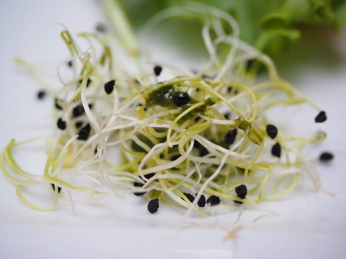 Are Alfalfa Sprouts Dangerous