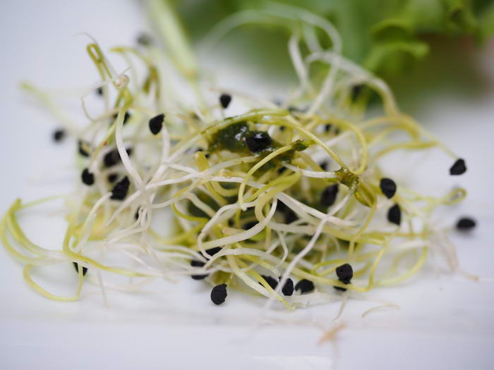 Alfalfa Sprouts