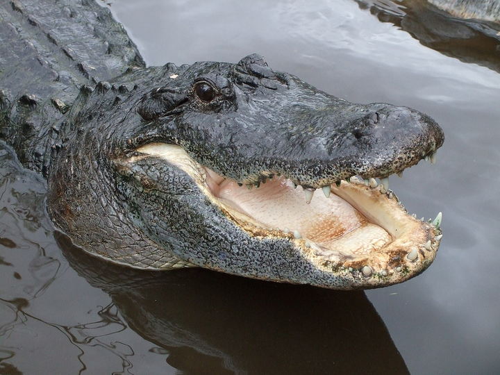 Alligator - Animals With The Strongest Bite Force