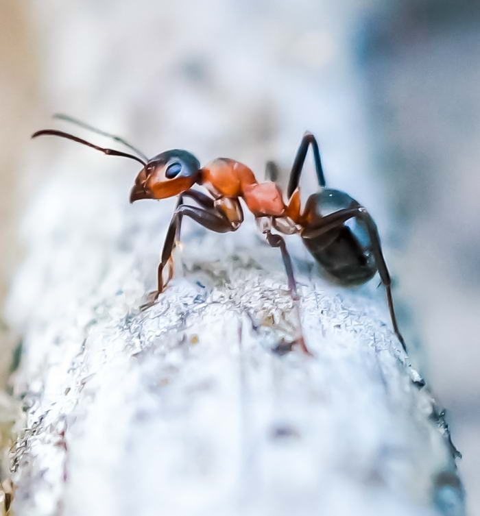 Ant