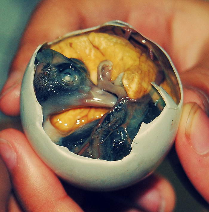 Balut - Unusual Foods in the World