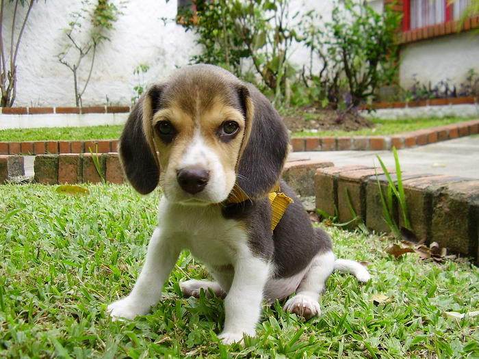 Beagle - Popular Family Dogs