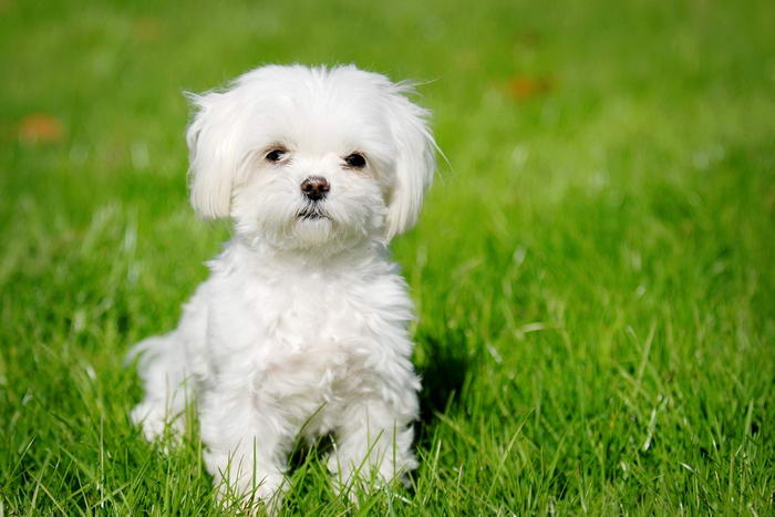 Bichon Maltese