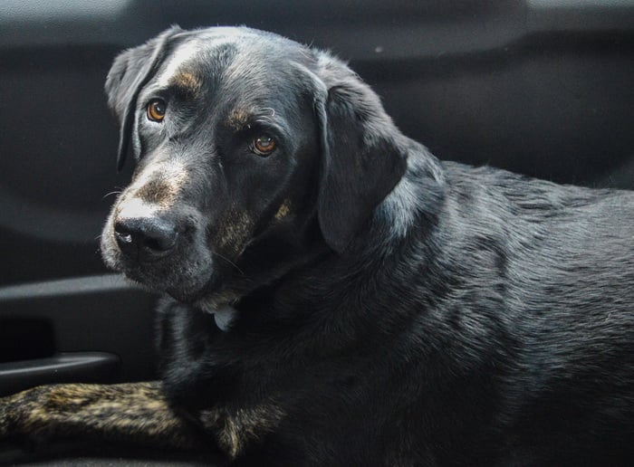 Black dog