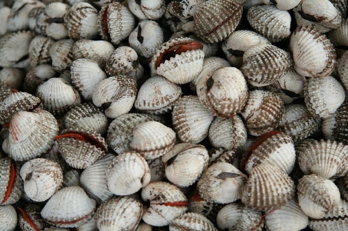 Blood Clams