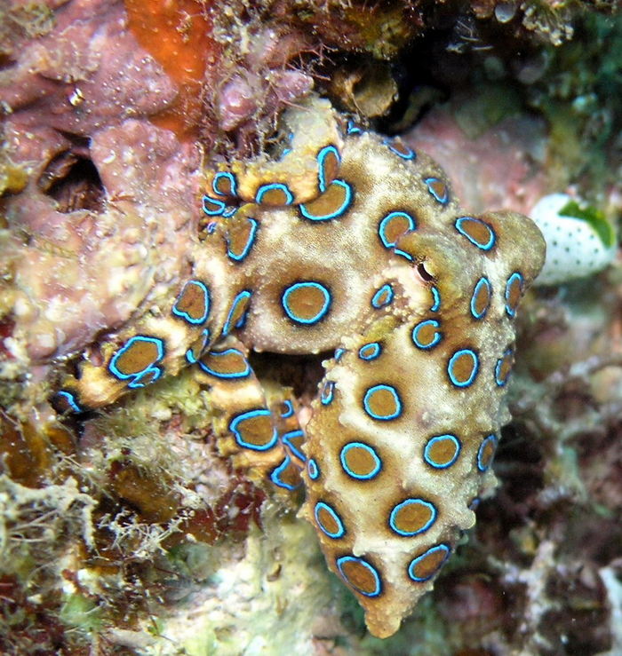 Blue-Ringed Octopus - Dangerous Animals in Australia