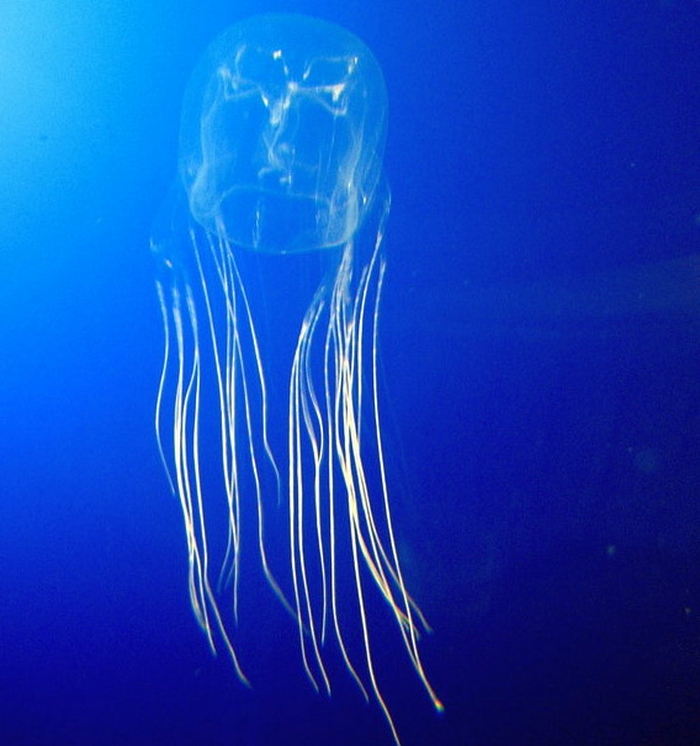 Box Jellyfish - Dangerous Animals in Australia