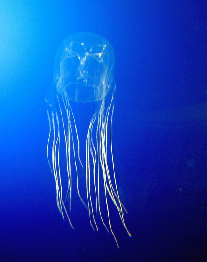 Box Jellyfish - Most Dangerous Animals