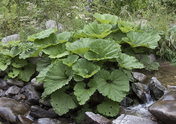 Butterbur