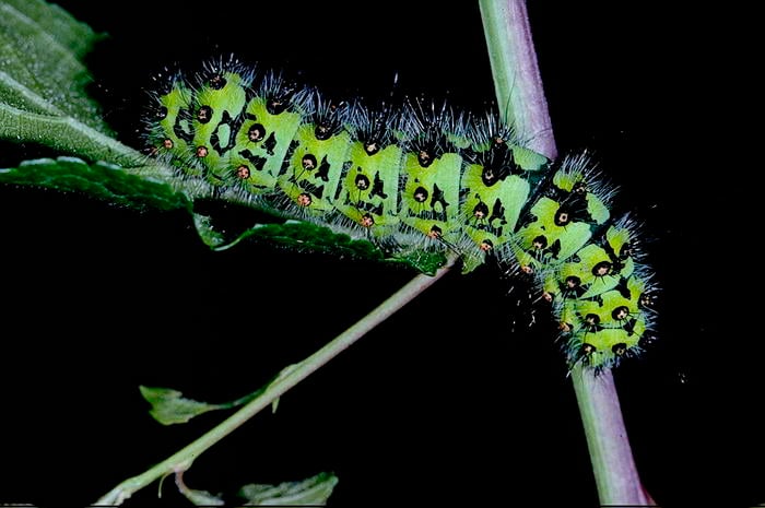 Calleta Silkmoth Caterpillar