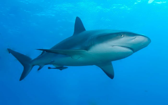 Caribbean reef shark