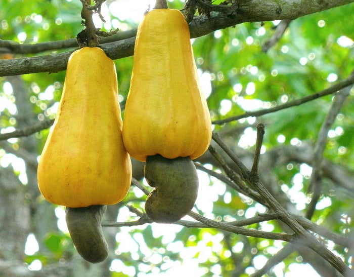 Castanha de caju